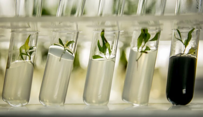 Komórki macierzyste w kosmetykach – HIT czy KIT?